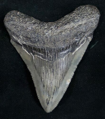 Juvenile Megalodon Tooth - South Carolina #11073